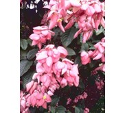 BIBIT TANAMAN NUSA INDAH~ Nusa indah ~ Mussaenda pubescens Familia = Rubiaceae * * SMS= + 62858-763-89979 * * SMS= + 6281-32622-0589 * * SMS= + 6281-901-389-117 * * Email= Nurida479@ rocketmail.com KLASIFIKASI ~ Tanaman Nusa indah disebut dengan Mussaenda
