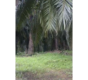 Crude Palm Oil & RBD Palm Olein