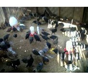 Ayam Kampung siap potong