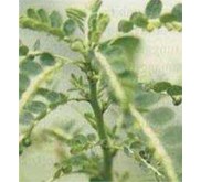 Meniran ~ stonebreaker, small gooseberry ~ Phyllanthus niruri L. ~ Phylanthus alatus, Bl.~ P. cantonensis, Hornem.~ P. echinatus, Wall.* * * * SMS= + 6285876389979 * * SMS= + 6281326220589 * * SMS= + 6281901389117 * * Nurida479@ rocketmail.com