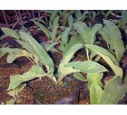 KOMFREY ~ KOMPRI ~ Symphytum officinale L. Em ~ komring ( Jawa) ~ K' ang fu li ~ comfrey ~ knitbone * * SMS= + 6281326220589 * * SMS= + 6281901389117 * * SMS= + 6285876389979 * * Nurida479@ rocketmail.com