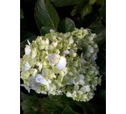BUNGA TIGA BULAN ~ HORTENSIA ~ HYDRANGEA ~ Hydrangea macrophylla ~ BUNGA TIGA BULAN . ~ KEMBANG BOKOR warna putih, kuning, jingga, violet, merah, ungu * * SMS= + 6285876389979 * * SMS= + 6281326220589 * * SMS= + 6281901389117 * * Nurida789@ rocketmail.com