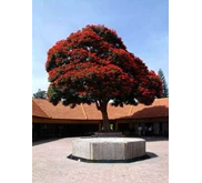 Spathodea ( Spathodea campanulata)