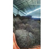 Cincau Hitam
