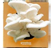 JAMUR TIRAM GROWBOX