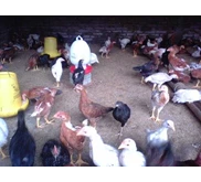 daging ayam kampung untuk rumah makan
