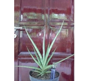 Sansevieria lady charm 4( TERJUAL)