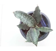 Sansevieria Dragon king ( es serries) 7