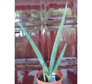 Sansevieria Robusta & Robusta Drk Green Clone
