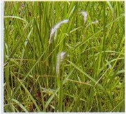 ALANG ALANG~ Cogon grass, satintail, ~ Blady grass ~ Imperata cylindrica ( L.) Beauv. ~ Indonesian Ilalang, alang-alang ~ eurih ~ ambengan ~ Kogon Grass...~ Bai mao gen ~ chigaya. * * SMS= + 6285876389979 * * SMS= + 6281326220589 * * SMS= + 6287831993208 