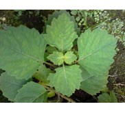 MANDI REMPAH BAHAN DAUN NILAM ~ Pogostemon cablin ( Blanco) Benth ~ Indonesian Tanaman Nilam, Bibit Nilam ~ Nilam Aceh, dilem ~ Patchouli, patchouly, pachouli ~ Kabling * * SMS= + 6281326220589 * * SMS= + 6281901389117 * * SMS= + 6285876389979 * * Nurida4