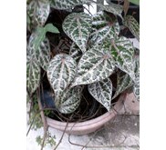 DAUN SIRIH MERAH ~ Piper crocatum Ruiz & Pav. Familia: Piperaceae ~ Indonesian Sirih merah * * SMS= + 62858-763-89979 * * SMS= + 6281-32622-0589 * * SMS= + 6281-901-389-117 * * Nurida479@ rocketmail.com