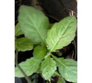 TANAMAN DAUN DEWA ~ Gynura segetum ( Lour.) Merr.~ Gynura pseudochina ~ Indonesian Daun dewa, umbi dewa ~ San qi cao * * SMS= + 62085876389979 * * SMS= + 6281-32622-0589 * * SMS= + 6281-901-389-117 * * Nurida479@ rocketmail.com > > Ready Stock= Fresh Daun