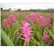 KUNIR SEGAR / FRESH CURCUMA
