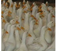 Do cayam Kampung Super, bebek Siap Potong