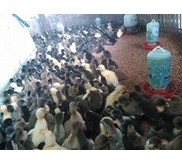 Dod Entok Itik Manila Mata Merah, doc Ayam Kampung