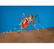 Pest Control