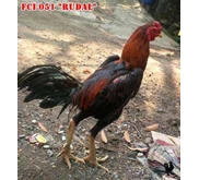 Edisi Bongkar November! ! ! Ayam Bangkok Super Ukuran 6 FCI 051 ” Rudal” - SOLD OUT