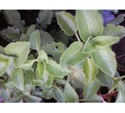 BANGUN-BANGUN ~ Coleus Amboinicus Lour ~ Plectranthus amboinicus ( L.) Spreng. ~ Indonesian Bangun-bangun, daun hati-hati ~ Sukan ~ Acerang ~ Daun Kucing, Daun Kambing ~ Majha Nereng ~ Iwak ~ Golong ~ Daun Jinten* SMS= + 6285876389979 * SMS= + 628132