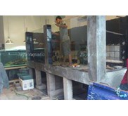 Aquarium/ kolam ikan pari
