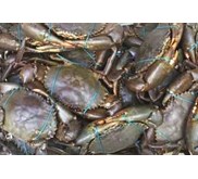 Kepiting Bakau