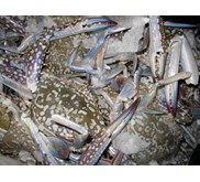 Rajungan ( Kepiting Renjong)