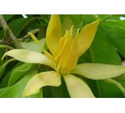 TANAMAN CEMPAKA KUNING ~ KEMBANG KANTIL ~ Bunga Cempaka Kuning ~ Michelia champaca L Familia : Magnoliaceae. ~ Indonesian Bunga Cempaka Kuning * * SMS= + 6281326220589 * * SMS= + 6281901389117 * * SMS= + 6285876389979 * * Nurida479@ yahoo.com