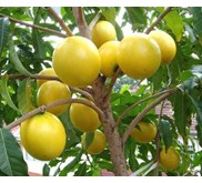 Bibit Pohon Abiu Sawo Australia