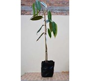 Bibit Pohon Durian cane