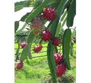 Bibit Pohon Buah Naga Super Red