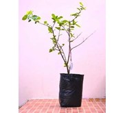 Bibit Pohon Barbados Cherry