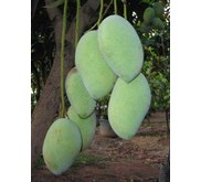 Bibit Pohon Mangga Chokanan