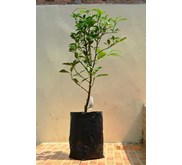 Bibit Pohon Jeruk Kip