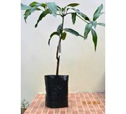 Bibit Pohon Mangga Golek India
