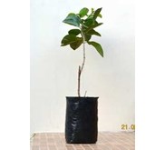Bibit Pohon Jambu Biji Sukun Merah
