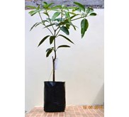 Bibit Pohon Mangga Chokbabun