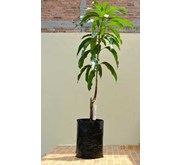 Bibit Pohon Mangga Namdokmai