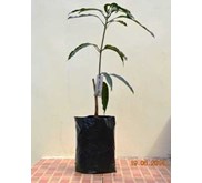 Bibit Pohon Mangga Koniyom