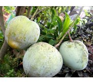 Bibit Pohon Mangga Kelapa