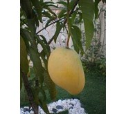 Bibit Pohon Mangga Pelangi Mahachanok