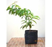 Bibit Pohon Plum