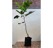 Bibit Pohon Rambutan Rapiah