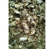 Ikan Rucah ( Campuran berbagai jenis ikan dan bagian )