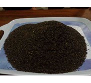 Rumput Laut Sargassum