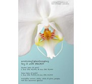 Phalaenopsis ( Orchid) Sales and Rental