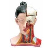 Torso Kepala Manusia