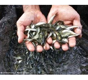 Benih Ikan Grasscarp