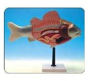 Model Ikan