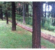 Kayu Pinus Log | Pinus Gelondongan