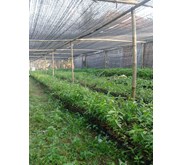 Bibit kayu Gaharu
